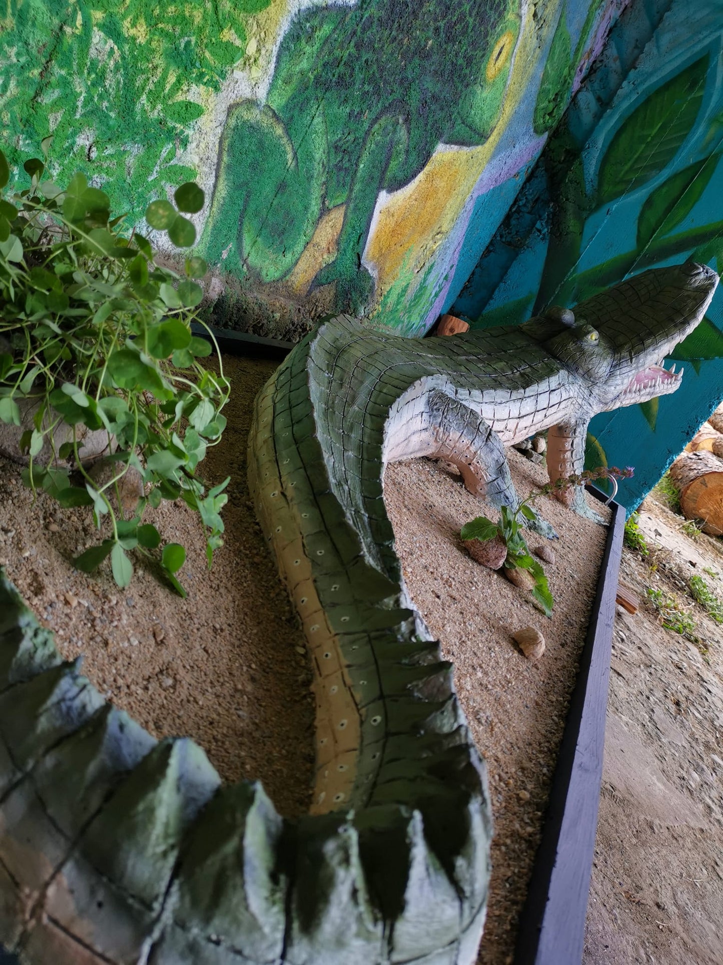 Alligator
