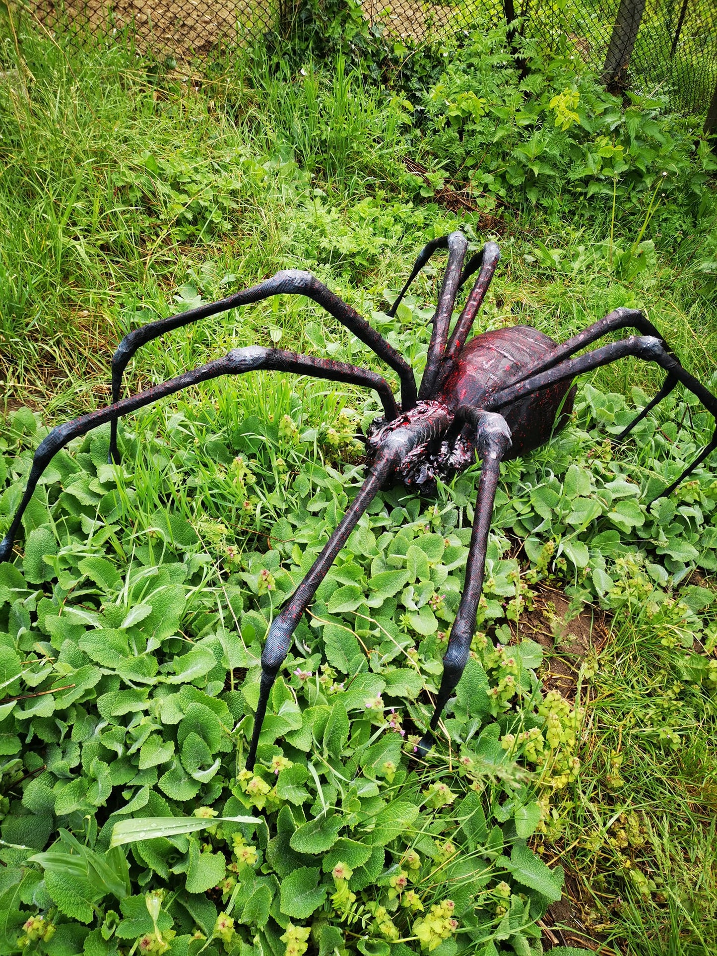 Spider