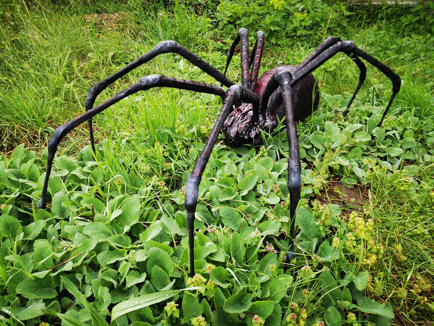 Spider