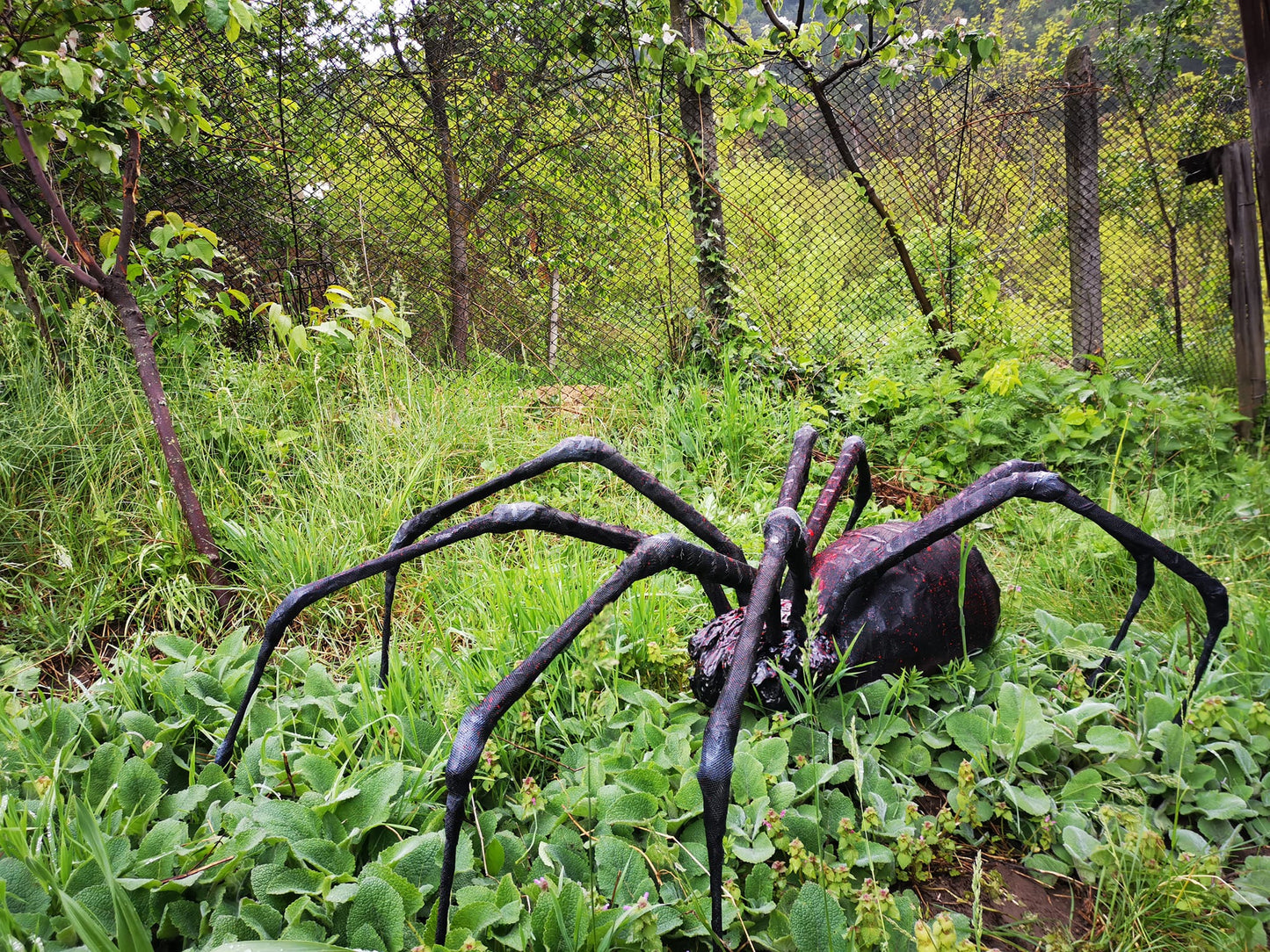 Spider