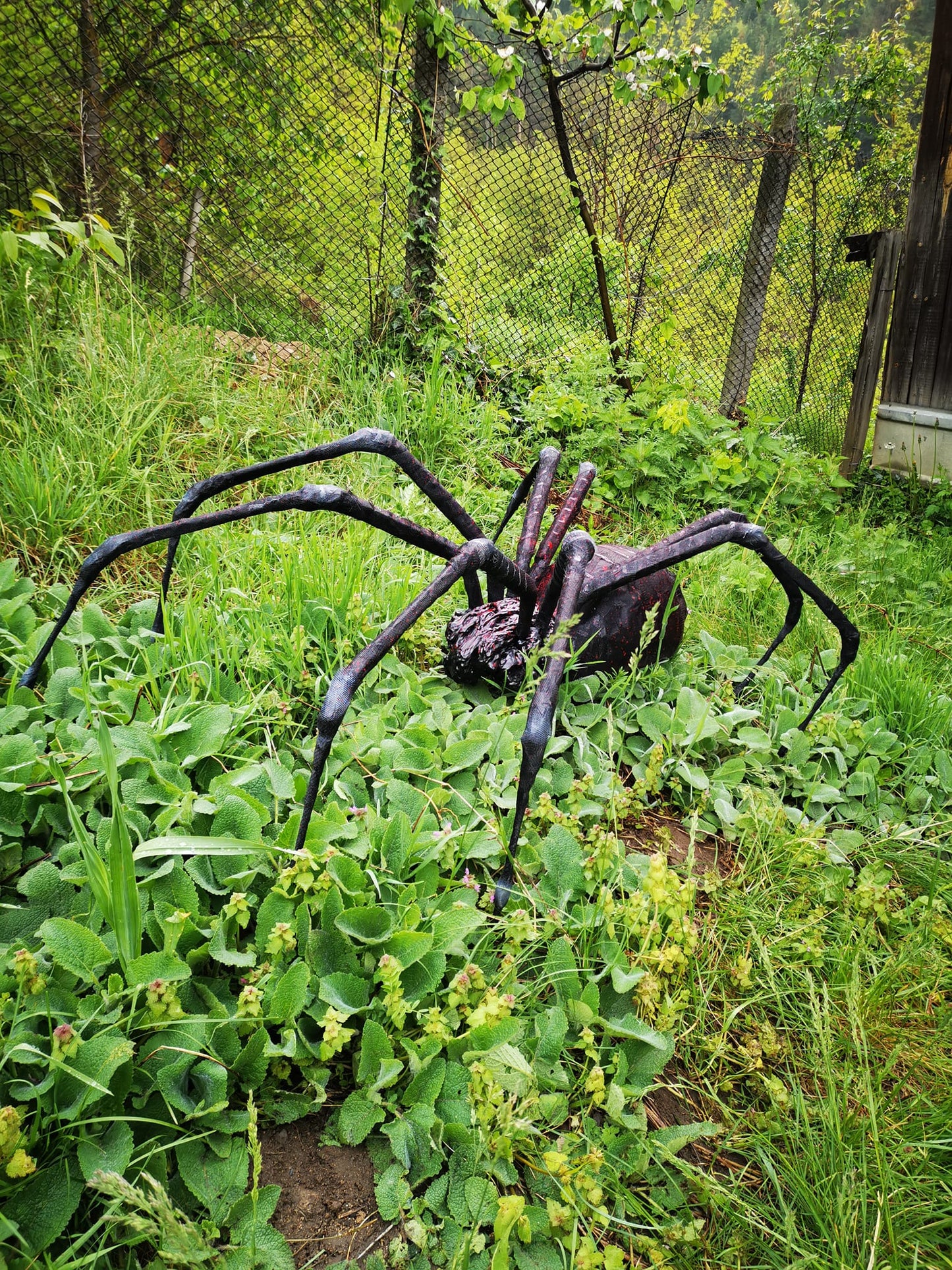 Spider