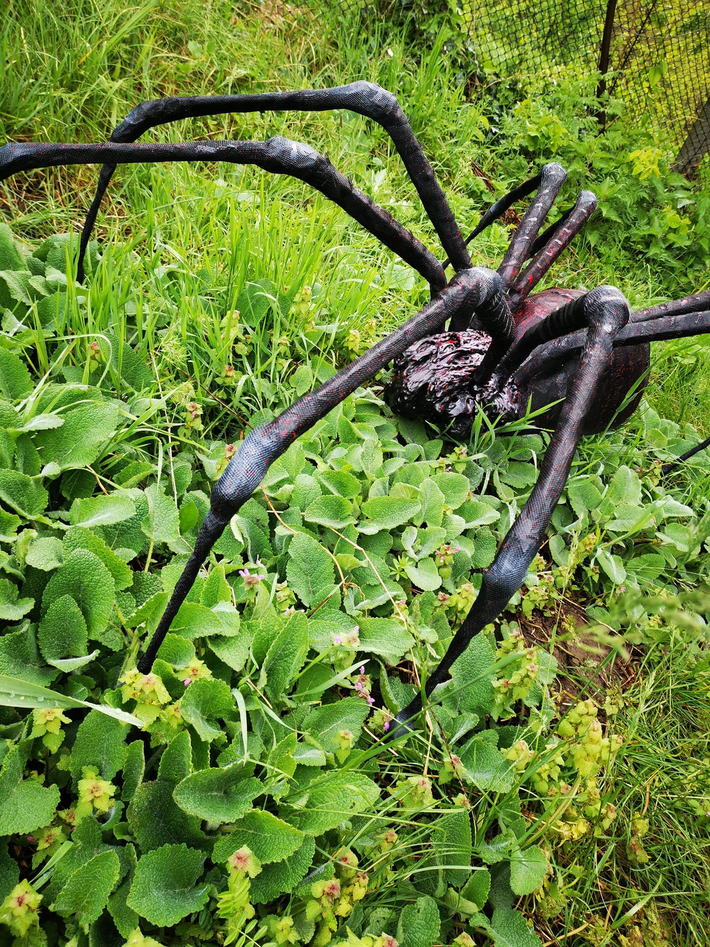 Spider