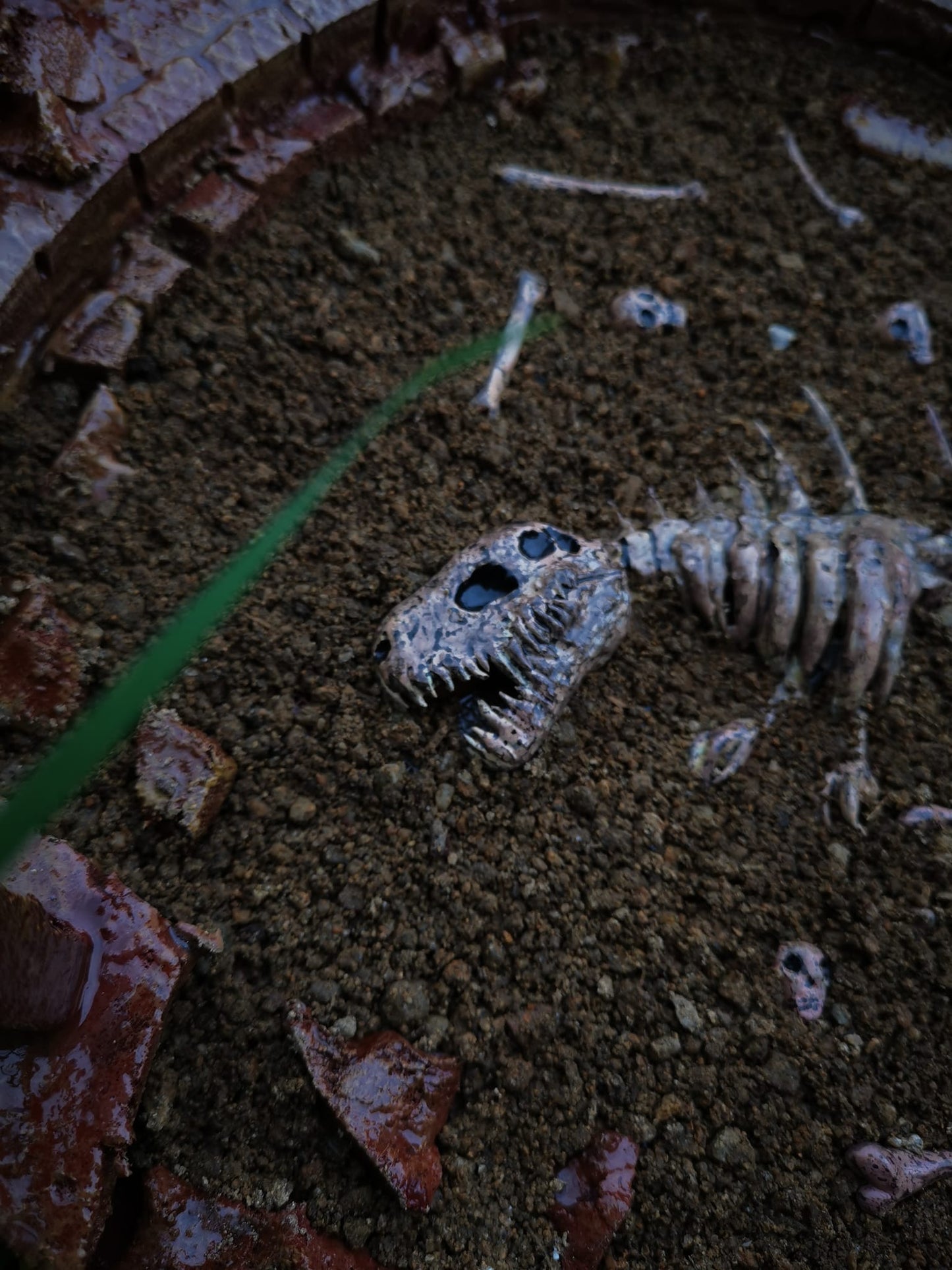 Bones